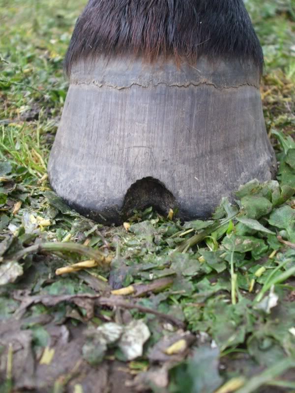 Seedy Toe cut away by the farrier to allow air to help dry up the disease